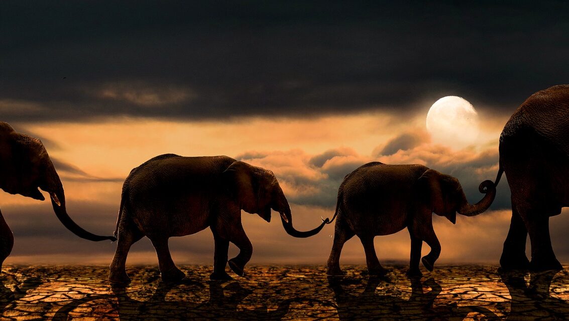 Neljä elefanttia kävelee peräkkäin.